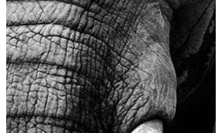 Richline Group - Member of Jewelry Industry Initiative to Combat Wildlife Trafficking 