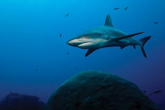 A gray reef shark pays little attention to Lornie and Rose as they swim near it. “We have never felt threatened when in the midst of sharks.”