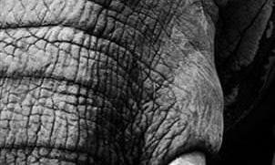 Richline Group - Member of Jewelry Industry Initiative to Combat Wildlife Trafficking 