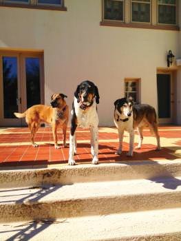 Two rescue dogs that were adopted by animal lovers, Simon Katz and wife Francine, owners of Simons Jewelers in St. Louis.